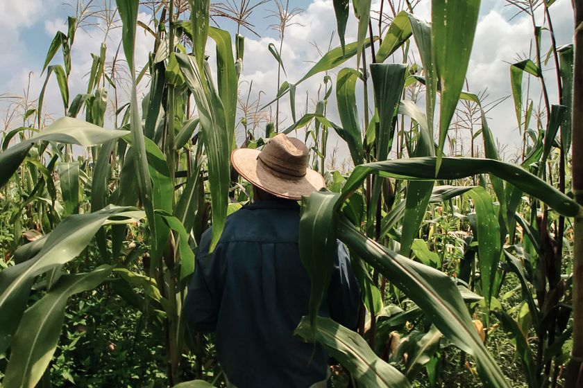 Maize Farmer