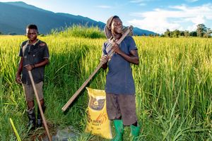 Rice farmer