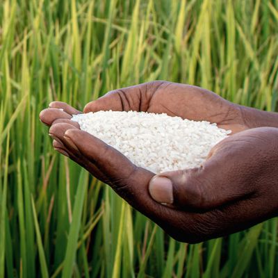 Rice