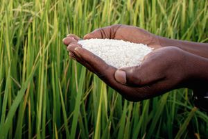 Rice