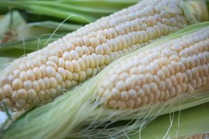 White Maize